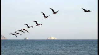 يا طير الطاير قلو حق العدرا اشتئتلو By Youssef Swaid 