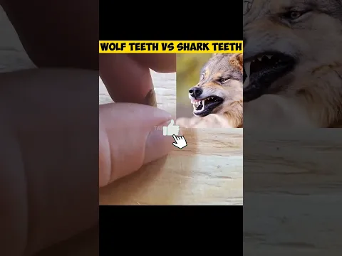 SHARK TEETH VS WOLF TEETH | WHO IS STRONG