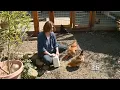 Mill Valley Chicken Farmer Sees Boom In Business From Tech Workers