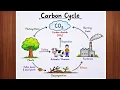 Carbon Cycle Diagram Drawing Easy Step by Step Labeled Diagram Perfect for school projects exams