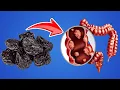 What Happens to Your Body When You Eat Prunes Everyday Prunes Benefits
