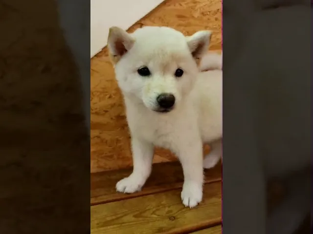 動画