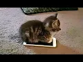 cats acting weird