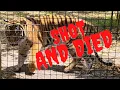 Naples Zoo Tiger shot DEAD here