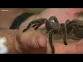 Tarantula sightings in North Texas