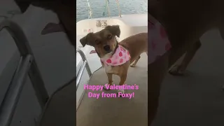 Happy Valentine’s Day #bemine #valentine #foxy #shorts