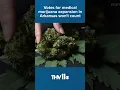 Votes for medical marijuana expansion in Arkansas won t count