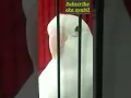 Download Lagu lovebird albino mm ngekek panjang#shorts #youtubeshorts #lovebirdalbino