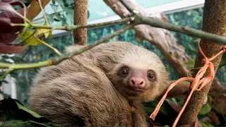 Podcast: Wildlife trafficking exposed—the global fight to protect animals.