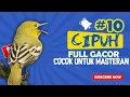 Download Lagu SEJAM : Masteran Khusus Cipuhhh... Auto Menggacorrr...!!!
