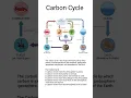Carbon Cycle NCERT