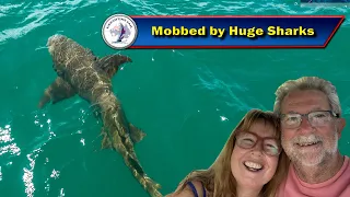 Mobbed by Huge Sharks on our way further north up Cape York – Series 3 Episode 80
