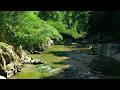 Download Lagu Relaxing Forest Atmosphere, Gentle Stream \u0026 Birds Singing for Relaxation