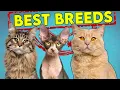 These Are The Best and Worst Cat Breeds For First Time Owners - Updated