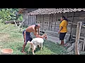 Download Lagu Jangan Tanya Yaa...‼️ Sepasang Suami Istri🥰🥰 Di Pedesaan Tengah Hutan,Suasana Perkampungan  Th 70an