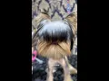Download Lagu hello mister adorable!! @escuelamascotera #doggrooming #yorkie #transformation