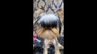 Hello Mister Adorable Escuelamascotera Doggrooming Yorkie Transformation 