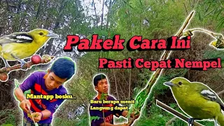 Download Pikat Burung Sirtu/Cipoh || (yang susah turun) MP3