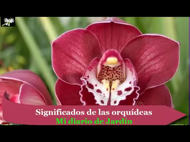 CONOCE EL VERDADERO SIGNIFICADO DE LAS ORQUÍDEAS MI DIARIO DE JARDIN