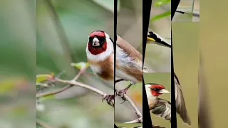 احسن صوت ستجده لصيد الحسون مجرب  احسن صوت ستجده لصيد الحسون مجرب