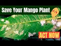 White Powder Disease Mango Plant Par Pehchaanein aur Karein Ilaj