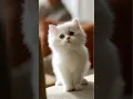 Download Lagu It‘s white, small and precious #cat #cute #catlover #lipsync #kitten