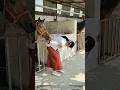 Lagu Never Feed Horses Like This ! Carrot Waistband Trick