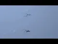 a spider dance a Cha-Cha-Cha /蜘蛛跳恰恰舞/l'araignée danse Cha-Cha-Cha