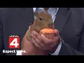Legasea Aquarium Reptarium in Utica welcomes capybaras