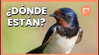 España pierde casi la mitad de sus golondrinas: ¿por qué están desapareciendo? 🐦⚠️