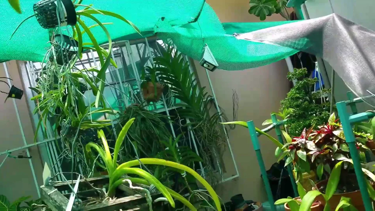 LARGE NON BLOOMING VANDA ORCHIDS, UPDATE