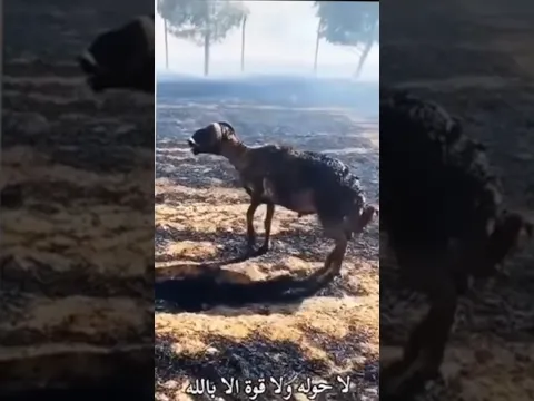 #يارب 🤲🤲🤲