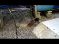 pollo del maton 2