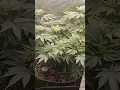 Download Lagu Blumat Digital in Action on Sour Diesel | Organic Living Soil Grow