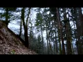 2 HOURS – Windy Woods (Sleepy Forest Sounds, White Noise, ASMR)