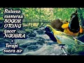 Download Lagu Rahasia masteran Sogok Otong gacor NGOBRA + terapi suara air