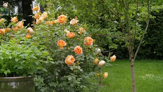 Best and Worst Mulches for Roses What Actually Works and What Doesn t