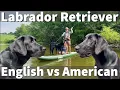 English Show vs American Field Labrador Retriever In Depth Comparison