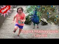 Funny PETS Peacock Attacking People - Funniest Animals s 2019 P1