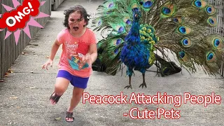 Funny PETS Peacock Attacking People - Funniest Animals s 2019 P1