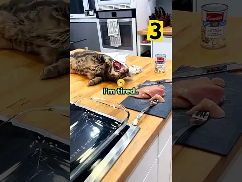 When Your Cat is Sneaky 😹😭 #cat #funny