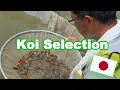 Download Lagu Koi fish selection in Japan | How baby Koi are selected [KOI SELECTION GUIDE]
