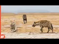 Download Lagu Hyena Attacks Lion Cub and Quickly Regrets It