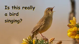 Download This is not a song you'd associate with a bird | Common Grasshopper Warbler (Locustella naevia) MP3