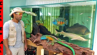 BACKYARD invasive RAINBOW MONITOR LIZARDS and Colorful Fish CAUGHT WILD and Turned into PETS!