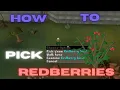 OSRS How to pick redberries