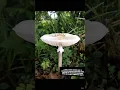 Lagu One is Toxic! 🍄 Parasol or Vomiter 🤢: Hyperspeed Timelapse + AI lights #shorts #nature