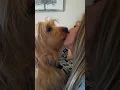 Download Lagu #doglover #kiss #kissing #dog #shorts #love