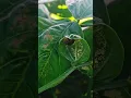Download Lagu Kumbang kecil pemakan daun #naturephotography #nature #animals #ladybug #hama
