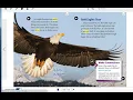 Eagles and Eaglets Story